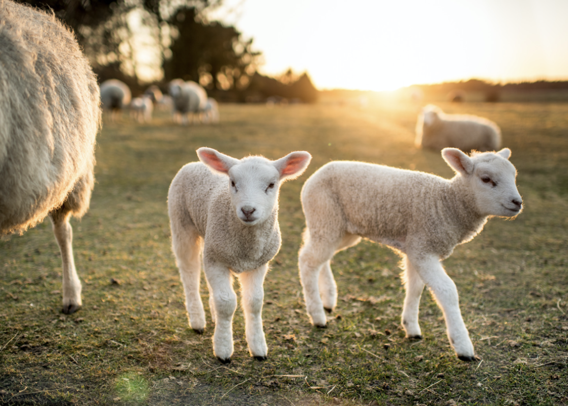 What's the Difference Between Lambs and Sheep | Mississippi State